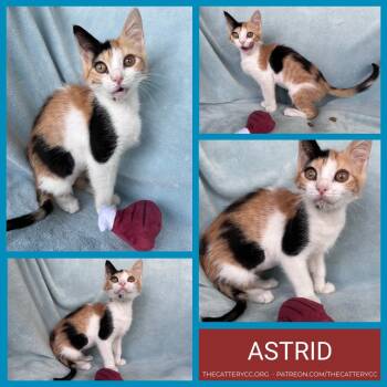 Rescue Domestic Short Hair Cats for Adoption in Corpus Christi, Texas - Astrid | PetCurious