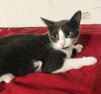 Rescue Extra Toes Cat Hemingway Polydactyl Cats for Adoption in Port Orange, Florida - Gracie (EXTRA TOES) Polydactyl Kitten! | PetCurious