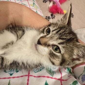 Boone -  Domestic Short Hair Cat for Adoption in Beulaville, North Carolina - Boone | PetCurious