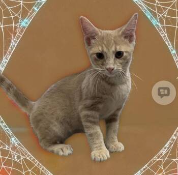 Lolly -  Domestic Short Hair Cat for Adoption in Walled Lake, Michigan - Lolly | PetCurious