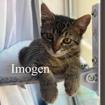 Imogen -  Domestic Short Hair Cat for Adoption in San Tan Valley, Arizona - Imogen | PetCurious