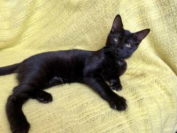 Andei -  Domestic Short Hair Cat for Adoption in Apex, North Carolina - Andei | PetCurious