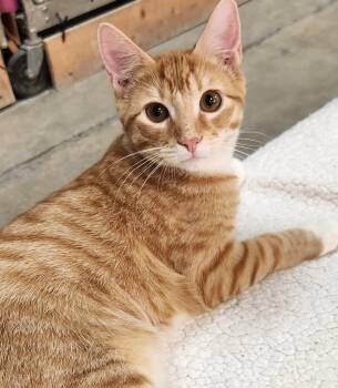Nacho -  Domestic Short Hair Cat for Adoption in San Antonio, Texas - Nacho | PetCurious