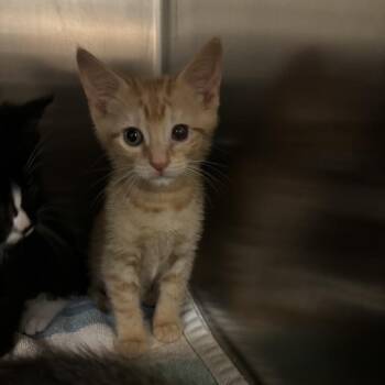 Cheese -  Domestic Short Hair Cat for Adoption in Council Bluffs, Iowa - Cheese | PetCurious