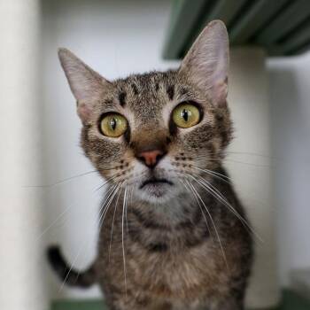 Apollonia -  Domestic Short Hair Cat for Adoption in Bradenton, Florida - Apollonia | PetCurious