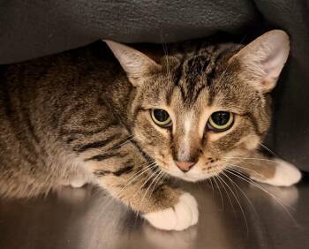 Domestic Short Hair Cats Available for Adoption in Ocala, Florida - Zuri | PetCurious