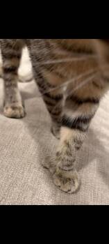 Ati -  Domestic Short Hair Cat for Adoption in Duxbury, Massachusetts - Ati | PetCurious