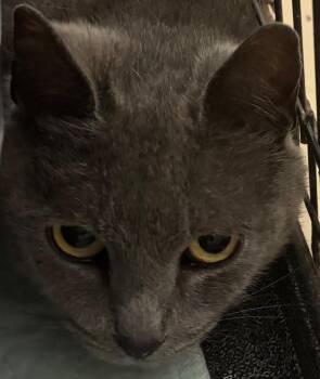 Domestic Short Hair Cats Available for Adoption in Elizabethton, Tennessee - GABBY | PetCurious