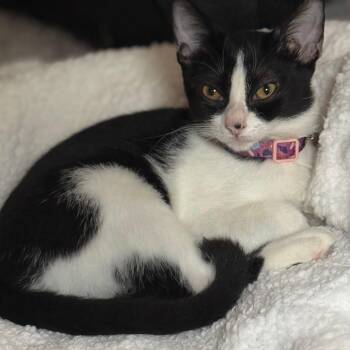 Rescue Domestic Short Hair Cats for Adoption in Baldwin, Maryland - Moony | PetCurious