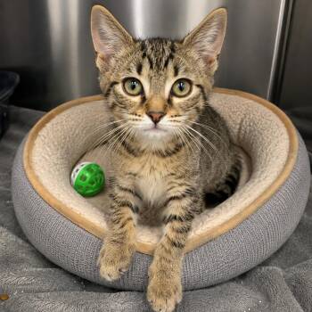 JOLENE -  Domestic Short Hair Cat for Adoption in Cranston, Rhode Island - JOLENE | PetCurious
