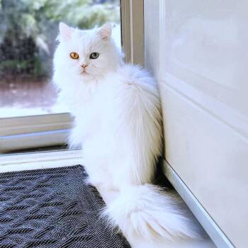 Rescue Persian Cats for Adoption in Mississauga, Ontario - Prince Shiko (Deaf) | PetCurious
