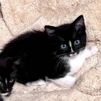 Waffles -  Domestic Short Hair Cat for Adoption in Coos Bay, Oregon - Waffles | PetCurious