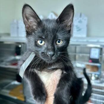 Domestic Short Hair Cats Available for Adoption - Chocolate | PetCurious