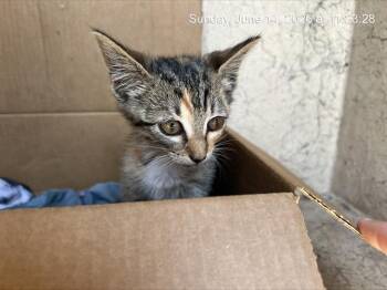 HARLEY -  Domestic Short Hair Cat for Adoption in Ocala, Florida - HARLEY | PetCurious