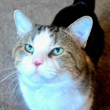 Meatball Mike -  Domestic Short Hair Cat for Adoption in Saint Paul, Minnesota - Meatball Mike | PetCurious