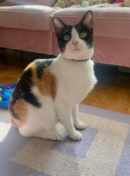 Taffy Marisol -  Calico and Domestic Short Hair Cat for Adoption in Friendswood, Texas - Taffy Marisol | PetCurious