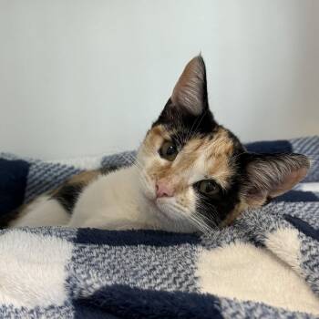 Ladybug -  Domestic Short Hair Cat for Adoption in Oakland, California - Ladybug | PetCurious
