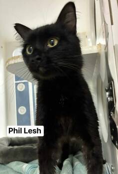 Rescue Domestic Long Hair Cats for Adoption in Topeka, Kansas - Phil Lesh | PetCurious