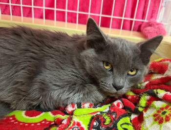 26-39 Mary -  Domestic Long Hair Cat for Adoption in St. Helens, Oregon - 26-39 Mary | PetCurious