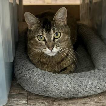 Mom Kitty America -  Domestic Short Hair Cat for Adoption in Spokane, Washington - Mom Kitty America | PetCurious