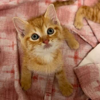 Paste -  Domestic Short Hair Cat for Adoption in Philadelphia, Pennsylvania - Paste | PetCurious