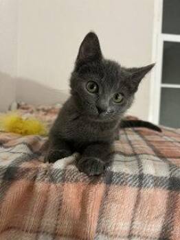 Rosemary -  Domestic Short Hair Cat for Adoption in Hazlet, New Jersey - Rosemary | PetCurious
