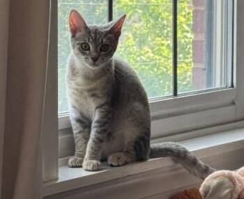 WINNIE -  Domestic Short Hair Cat for Adoption in Chicago Ridge, Illinois - WINNIE | PetCurious