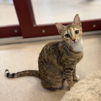 Yuna -  Domestic Short Hair Cat for Adoption in Slidell, Louisiana - Yuna | PetCurious