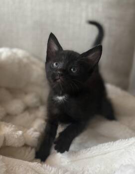 Joyce -  Domestic Short Hair Cat for Adoption in Fruit Heights, Utah - Joyce | PetCurious