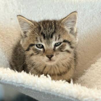 Reese Witherspud -  Domestic Short Hair Cat for Adoption in Blackfoot, Idaho - Reese Witherspud | PetCurious