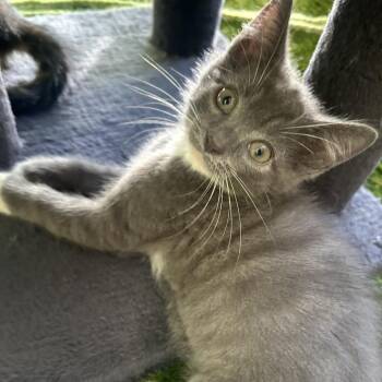 Smokie -  Domestic Short Hair Cat for Adoption in Carmel, Indiana - Smokie | PetCurious