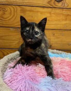 Rescue Tortoiseshell Cats for Adoption in Southern Pines, North Carolina - Calypso | PetCurious