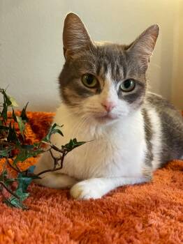 Betty -  Domestic Short Hair Cat for Adoption in Taylor, Michigan - Betty | PetCurious