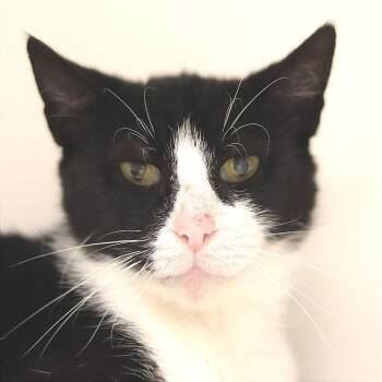 Domestic Short Hair Cats Available for Adoption in Philadelphia, Pennsylvania - Ms Pacman | PetCurious