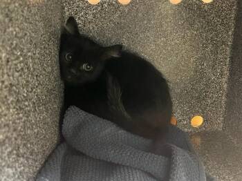Domestic Short Hair Cats Available for Adoption in Colorado Springs, Colorado - JIJI | PetCurious