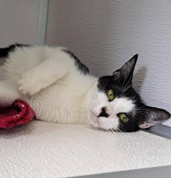 Izzy -  Domestic Short Hair Cat for Adoption in Manning, South Carolina - Izzy | PetCurious