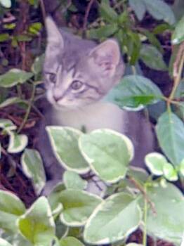 Magnus -  Domestic Short Hair Cat for Adoption in Virginia Beach, Virginia - Magnus | PetCurious