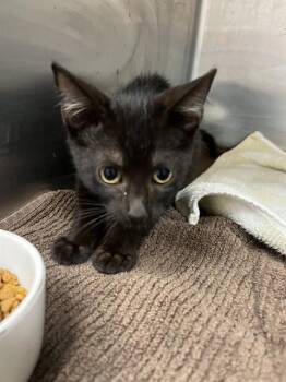 MALIK -  Domestic Short Hair Cat for Adoption in Fort Lauderdale, Florida - MALIK | PetCurious