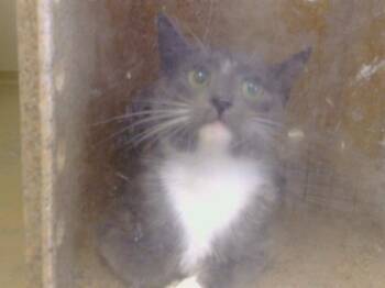 SEAHORSE -  Domestic Short Hair Cat for Adoption in Sacramento, California - SEAHORSE | PetCurious