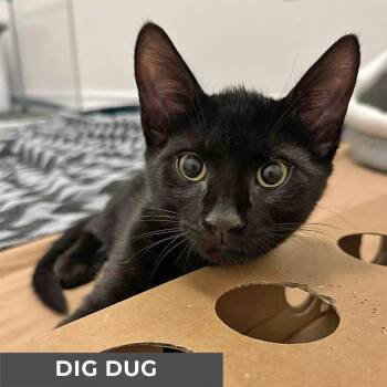 Rescue Domestic Short Hair Cats for Adoption in Toronto, Ontario - Dig Dug | PetCurious
