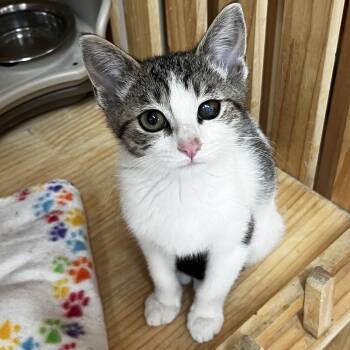 Brooke -  Domestic Short Hair Cat for Adoption in Yucca Valley, California - Brooke | PetCurious