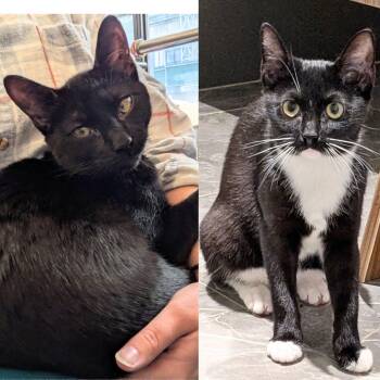 Domestic Short Hair Cats Available for Adoption - Bowtie & Runaway Ralph | PetCurious