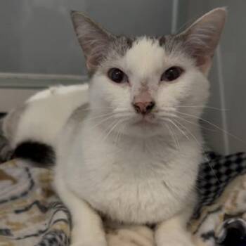 Siamese and Domestic Short Hair Cats Available for Adoption in Janesville, Wisconsin - Earth | PetCurious