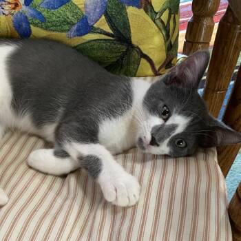 Smokey -  Domestic Short Hair Cat for Adoption in Denison, Texas - Smokey | PetCurious