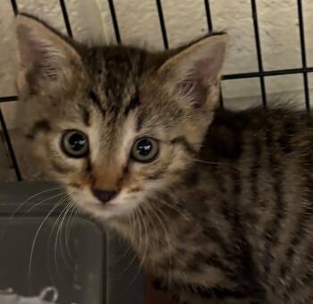 MUPPET -  Domestic Short Hair Cat for Adoption in Elizabethton, Tennessee - MUPPET | PetCurious