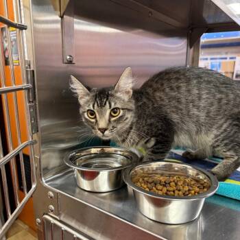 Morgan -  Domestic Short Hair Cat for Adoption in Hemet, California - Morgan | PetCurious