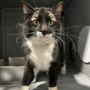 Domestic Short Hair Cats Available for Adoption - Dean C10817 | PetCurious