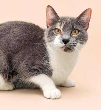 Sally is so so soooo sweet and so soooo special - VIDEO of this  -  Dilute Calico and Turkish Van Cat for Adoption in Bedford Hills, New York - Sally Is So So Soooo Sweet And So Soooo Special - VIDEO Of This  | PetCurious