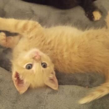 Sassy -  Domestic Medium Hair Cat for Adoption in Crookston, Minnesota - Sassy | PetCurious