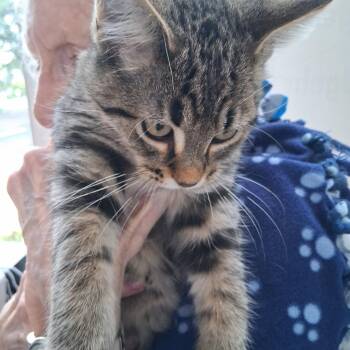 Carl -  Domestic Short Hair Cat for Adoption in Northfield, Minnesota - Carl | PetCurious